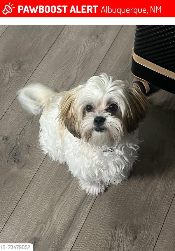 Lost Female Dog last seen Near and central ave, Albuquerque, NM 87121