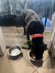Found/Stray Male Dog last seen Knox and w center ave, Denver, CO 80219