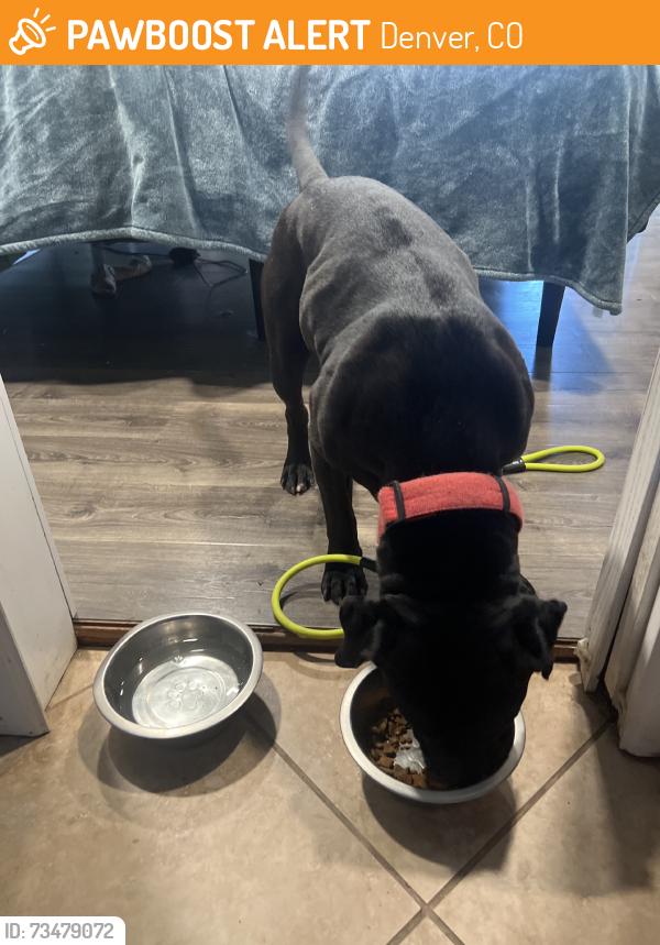 Found/Stray Male Dog last seen Knox and w center ave, Denver, CO 80219
