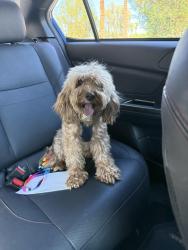 Found/Stray Male Dog last seen McDowell and 12th street, Phoenix, AZ 85006