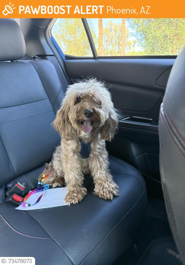 Found/Stray Male Dog last seen McDowell and 12th street, Phoenix, AZ 85006