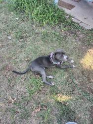 Found/Stray Unknown Dog last seen May and Nimiz Blvd, Oklahoma City, OK 73112