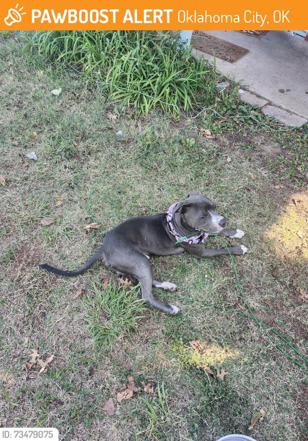 Found/Stray Unknown Dog last seen May and Nimiz Blvd, Oklahoma City, OK 73112