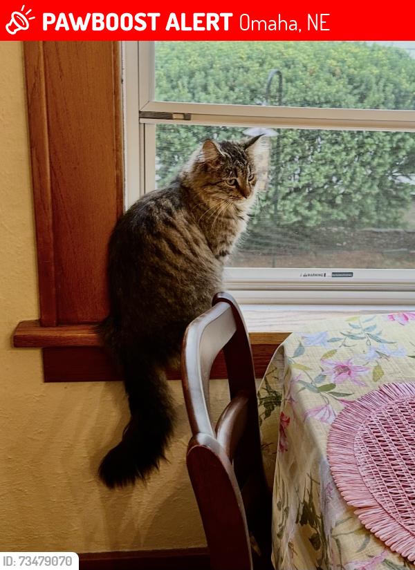 Lost Female Cat last seen 34th Street and Martha or Arbor Street, Omaha, NE 68108