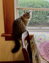 Lost Female Cat last seen 34th Street and Martha or Arbor Street, Omaha, NE 68108
