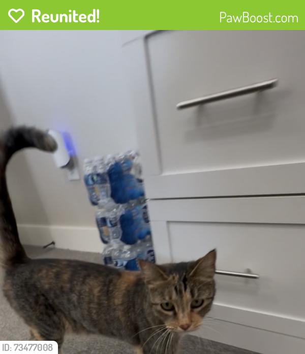 Reunited Unknown Cat last seen Bowles Drive & Stan Schlueter, Killeen, TX 76549