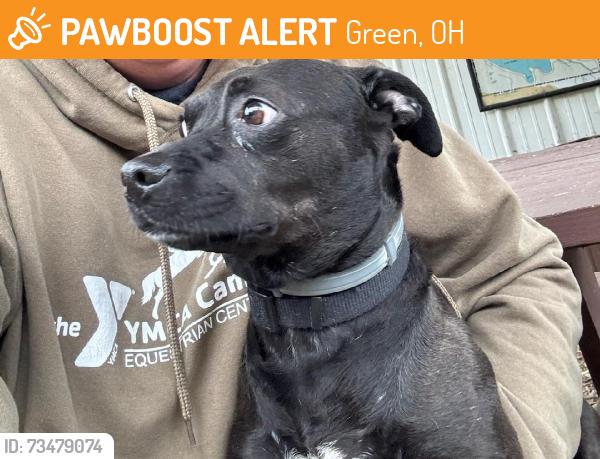 Found/Stray Male Dog last seen Cristman and Mt.Pleasant, Green, OH 44720