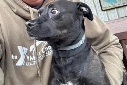 Found/Stray Male Dog last seen Cristman and Mt.Pleasant, Green, OH 44720