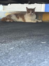 Found/Stray Unknown Cat last seen Near Memorial Drive, Stone Mountain, GA, USA, Stone Mountain, GA 30083