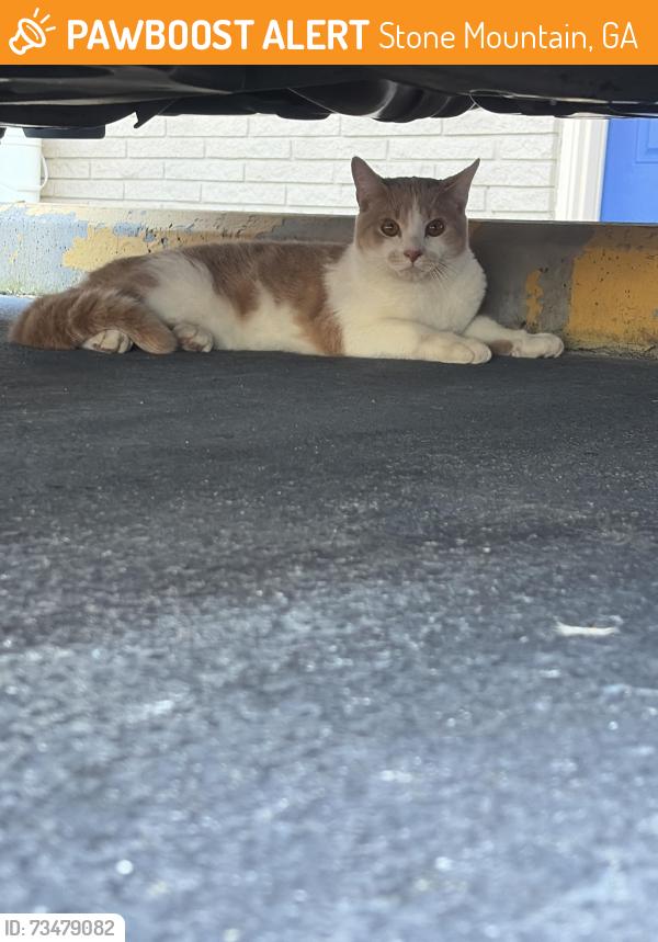Found/Stray Unknown Cat last seen Near Memorial Drive, Stone Mountain, GA, USA, Stone Mountain, GA 30083