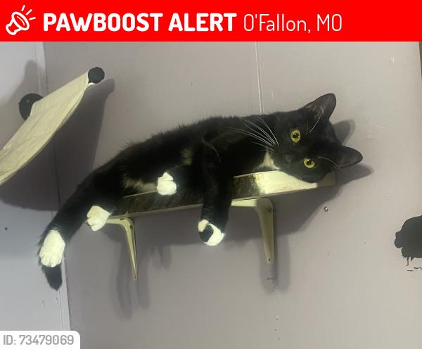 Lost Female Cat last seen Foxtrotter, O'Fallon, MO 63368
