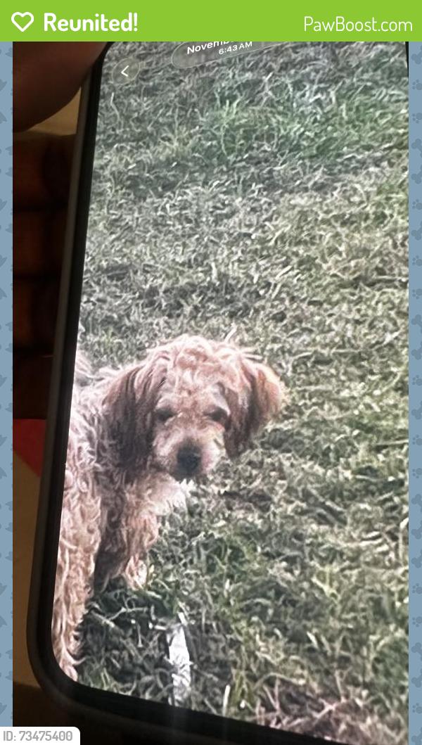 Reunited Male Dog last seen Astonia North, Davenport, FL 33837