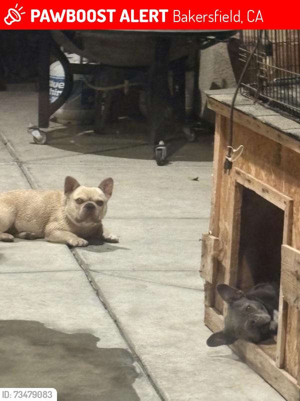 Lost Male Dog last seen Akers and Whitegate Ave near Stone Creek Park, Bakersfield, CA 93313