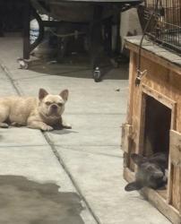 Lost Male Dog last seen Akers and Whitegate Ave near Stone Creek Park, Bakersfield, CA 93313