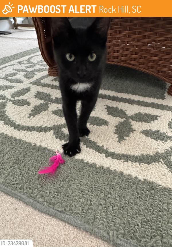 Found/Stray Male Cat last seen Stone ridge neighborhood off Eastview Road, Rock Hill, SC, Rock Hill, SC 29732