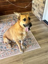 Found/Stray Male Dog last seen Blackfoot and west adams, Temple, TX 76504