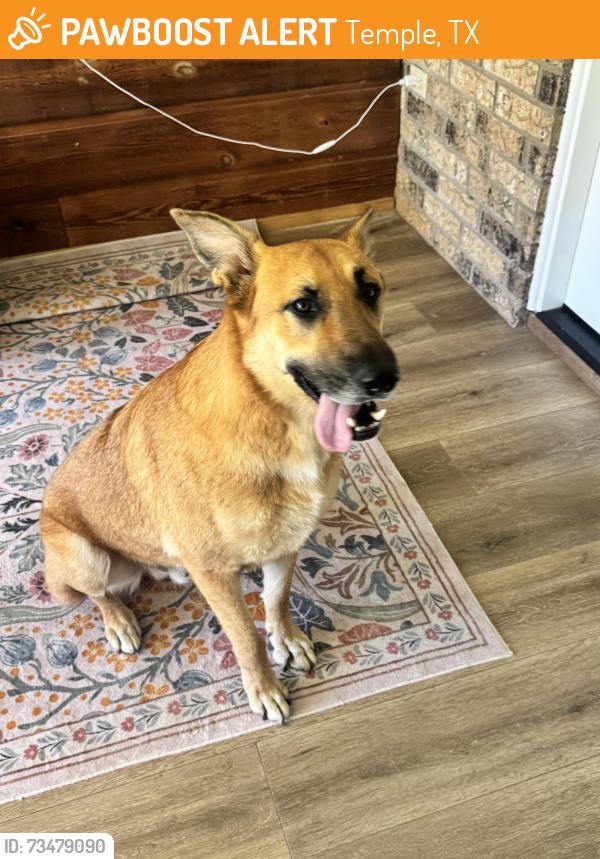 Found/Stray Male Dog last seen Blackfoot and west adams, Temple, TX 76504
