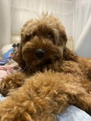 Lost Male Dog last seen Rossville Blvd, Rossville, GA 30741