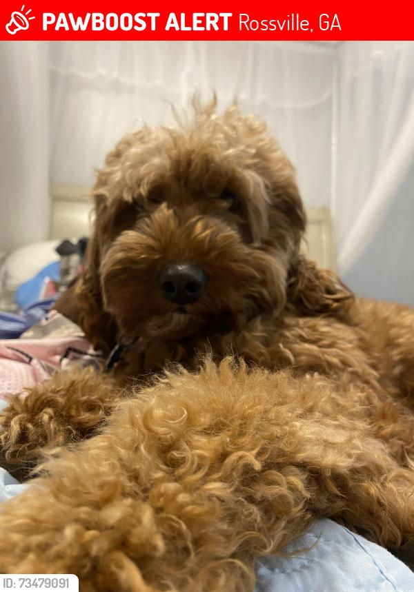 Lost Male Dog last seen Rossville Blvd, Rossville, GA 30741