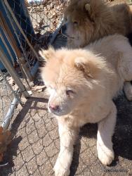 Lost Female Dog last seen Holt Rd. And West Michigan st., Indianapolis, IN 46222