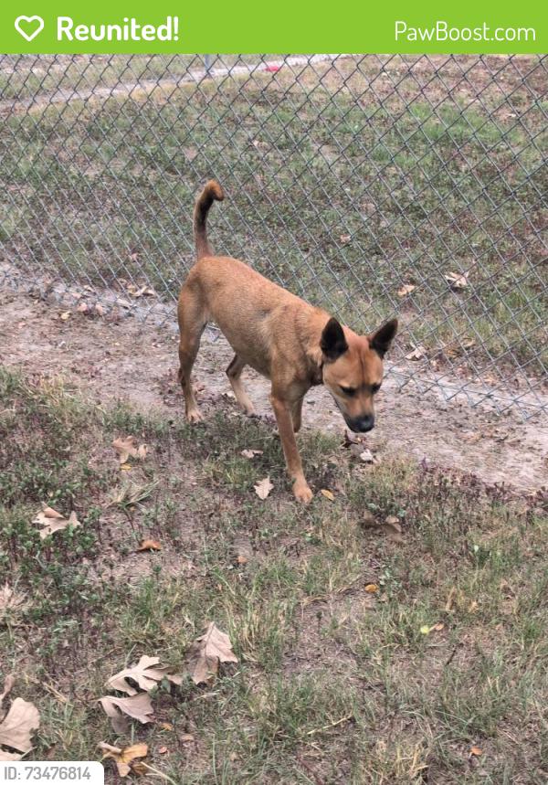 Reunited Male Dog last seen Near Rowan Pine court, Conroe, TX 77304