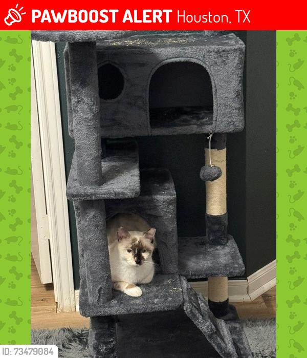 Lost Female Cat last seen Longenbaugh @ Park Falls Drive, Houston, TX 77095