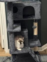 Lost Female Cat last seen Longenbaugh @ Park Falls Drive, Houston, TX 77095