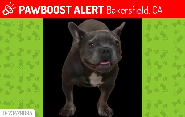 Lost Female Dog last seen Akers and Whitegate Ave near Stone Creek Park, Bakersfield, CA 93313
