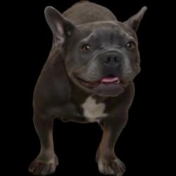 Lost Female Dog last seen Akers and Whitegate Ave near Stone Creek Park, Bakersfield, CA 93313