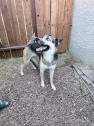 Found/Stray Female Dog last seen Santa Clara dr, Las Vegas, NV 89104