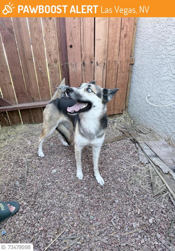 Found/Stray Female Dog last seen Santa Clara dr, Las Vegas, NV 89104