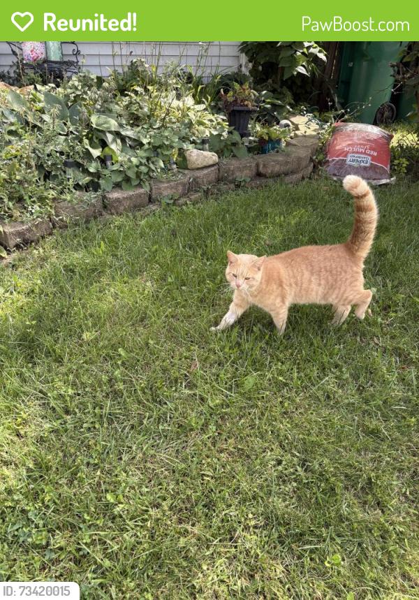 Reunited Unknown Cat last seen Oregon & Oakdale, Lakewood Falls, Plainfield, Plainfield, IL 60544