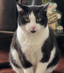 Reunited Male Cat last seen S 14th Street and W Grant St, Milwaukee, WI 53215