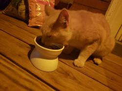 Found/Stray Male Cat last seen Penn Street, Washington, PA 15301