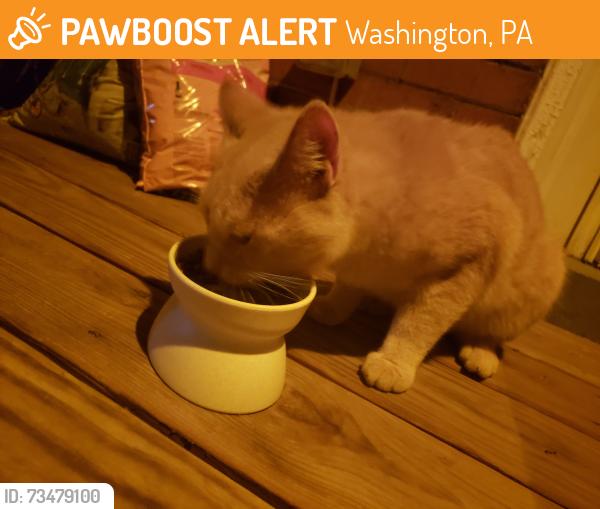 Found/Stray Male Cat last seen Penn Street, Washington, PA 15301