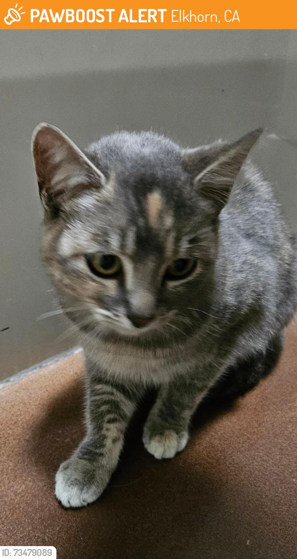 Found/Stray Female Cat last seen Castroville Blvd and Elkhorn Road, Elkhorn, CA 95012