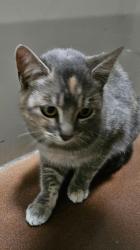 Found/Stray Female Cat last seen Castroville Blvd and Elkhorn Road, Elkhorn, CA 95012