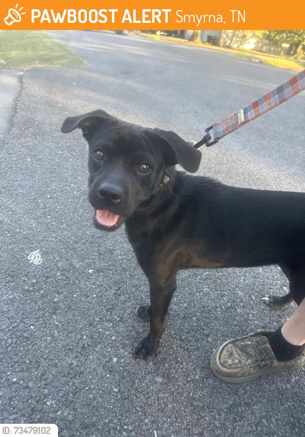 Found/Stray Female Dog last seen Stewart valley, Smyrna, TN 37167