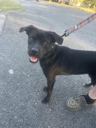 Found/Stray Female Dog last seen Stewart valley, Smyrna, TN 37167