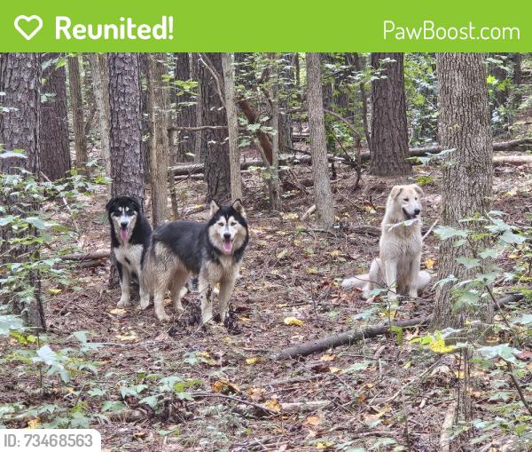 Reunited Unknown Dog last seen Salem Lake Marina, Winston-Salem, NC 27107