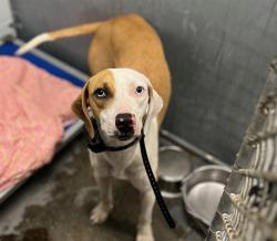 Shelter Stray Female Dog last seen SOTO RD/CR 33 GROVELAND, 12280 County Rd 448, Tavares, FL 32778, USA