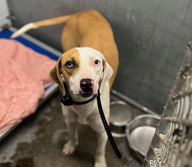 Shelter Stray Female Dog last seen SOTO RD/CR 33 GROVELAND, 12280 County Rd 448, Tavares, FL 32778, USA