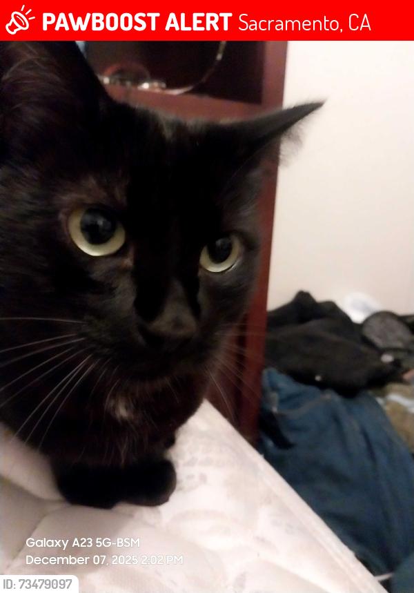Lost Male Cat last seen Greenback and garfield, Sacramento, CA 95841