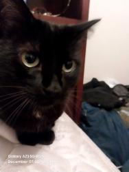 Lost Male Cat last seen Greenback and garfield, Sacramento, CA 95841