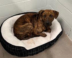Shelter Stray Male Dog last seen BEECH AVE/DIVISION ST DELAND, 12280 County Rd 448, Tavares, FL 32778, USA