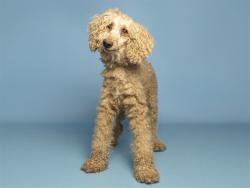 Shelter Stray Female Dog last seen W ENCANTO BLVD, 5501 E Van Buren St, Phoenix, AZ 85008, USA