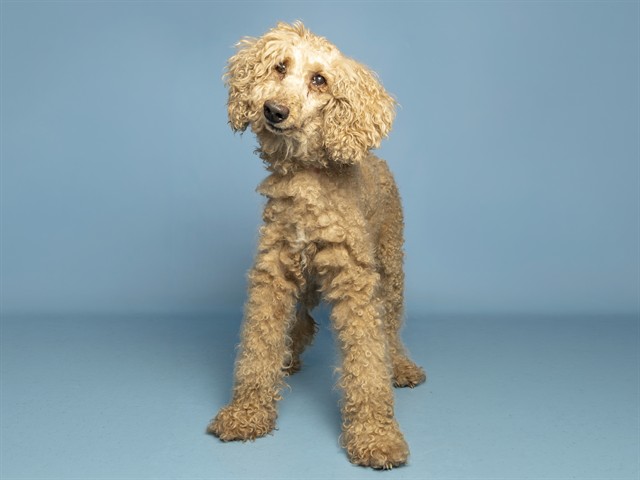 Shelter Stray Female Dog last seen W ENCANTO BLVD, 5501 E Van Buren St, Phoenix, AZ 85008, USA