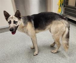 Shelter Stray Female Dog last seen LINDLEY AVE / STONEBROOK WAY, 9150 Union Park Way, Elk Grove, CA 95624, USA