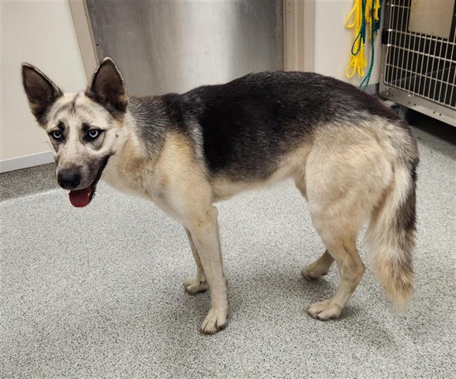 Shelter Stray Female Dog last seen LINDLEY AVE / STONEBROOK WAY, 9150 Union Park Way, Elk Grove, CA 95624, USA