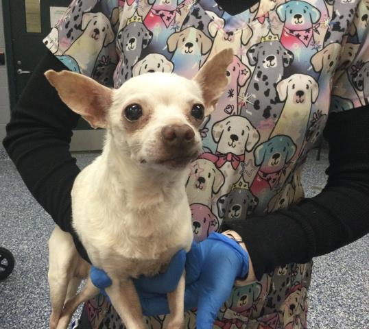 Shelter Stray Male Dog last seen Near BLOCK DATE PALM DR, CATHEDRAL CITY, CA 92234, 72050 Pet Land Pl, Thousand Palms, CA 92276, USA
